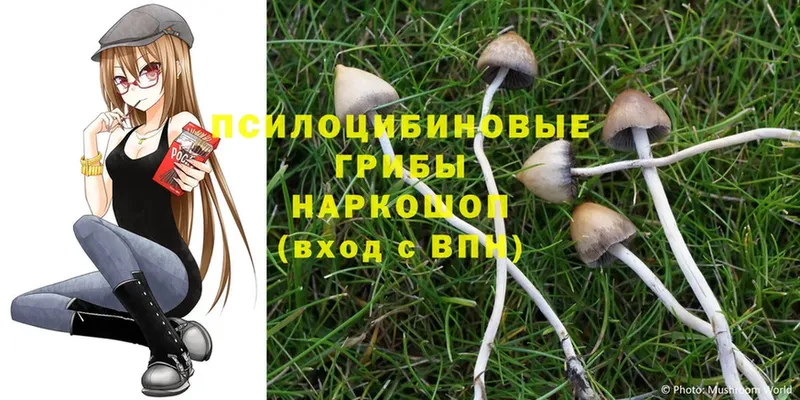 купить  сайты  Киров  Псилоцибиновые грибы Psilocybine cubensis 